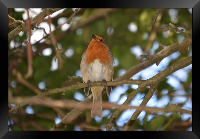 Robin Framed Print by Randal Cheney