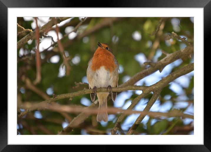 Robin Framed Mounted Print by Randal Cheney