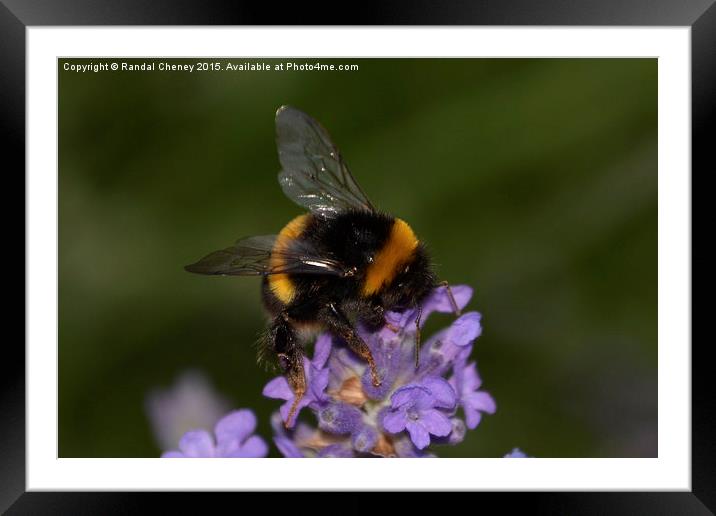  Lavender Bee Framed Mounted Print by Randal Cheney