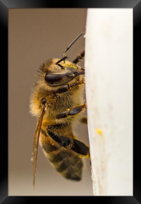 Bee Framed Print by Mike Pursey
