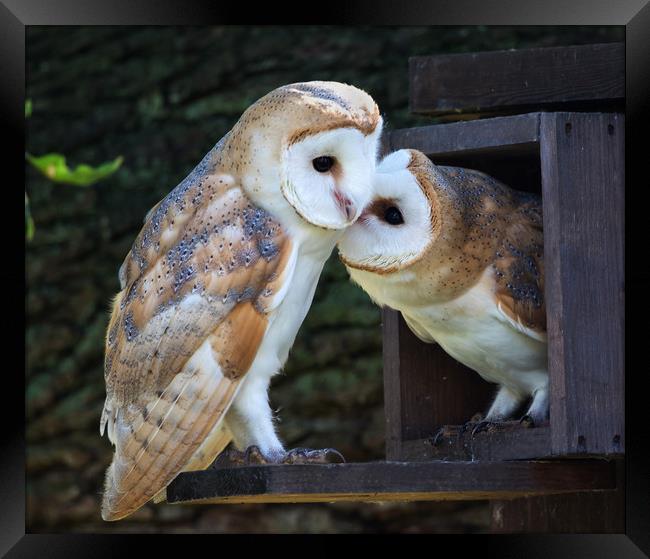Young Barn Owls at nest box entrance Framed Print by Phillip CULL