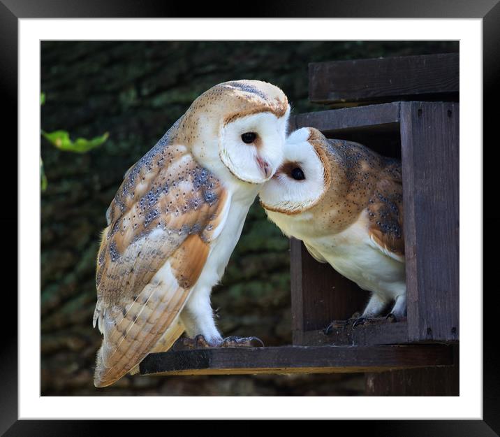 Young Barn Owls at nest box entrance Framed Mounted Print by Phillip CULL