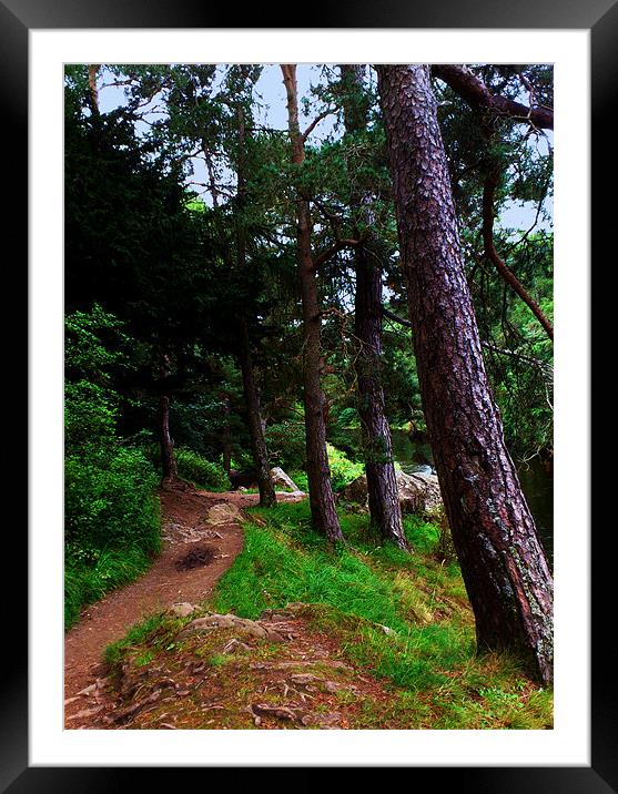 Tree-lined path, river Tweed, Scottish Borders Framed Mounted Print by Linda More