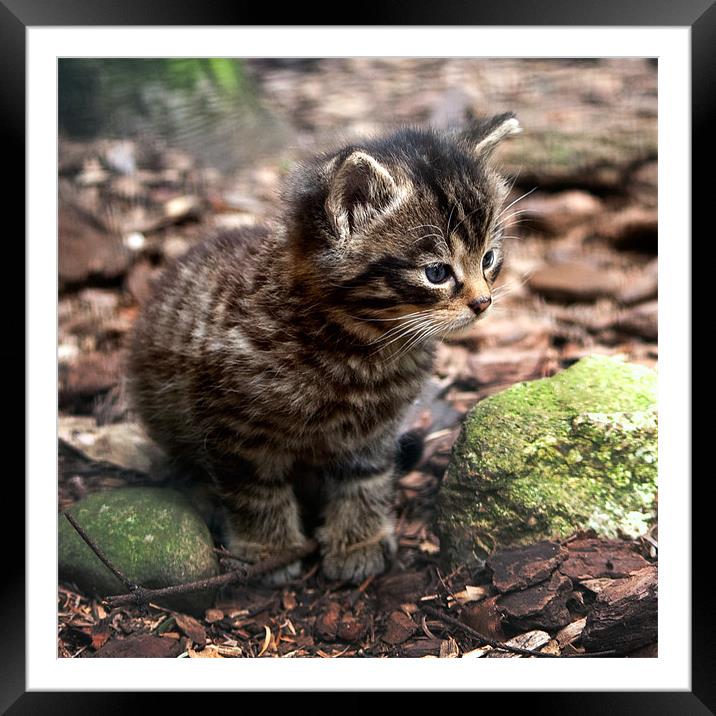 Cute Scottish Wildcat Kitten Framed Mounted Print by Linda More