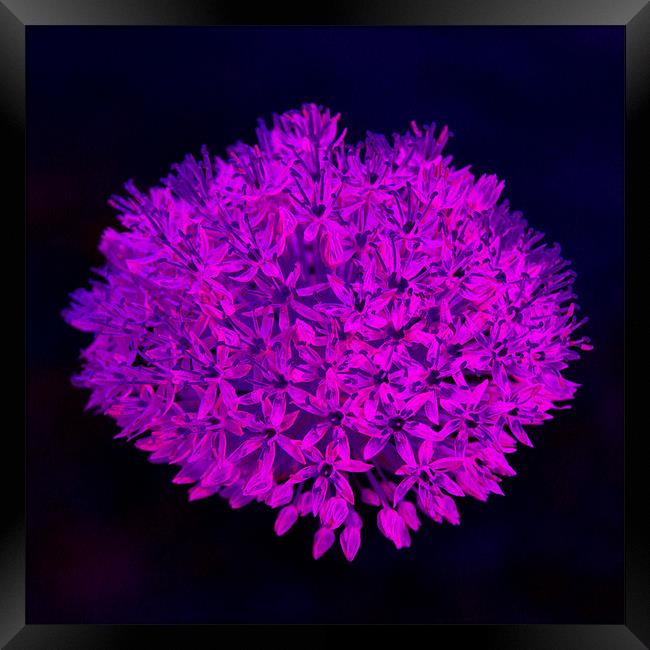 Allium flower abstract bright magenta Framed Print by Linda More