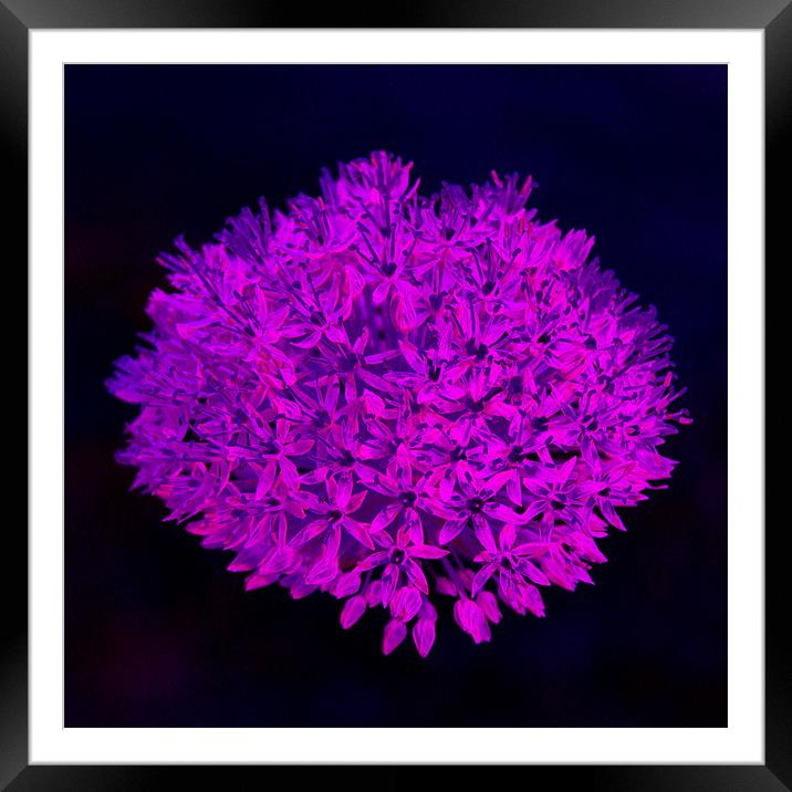 Allium flower abstract bright magenta Framed Mounted Print by Linda More