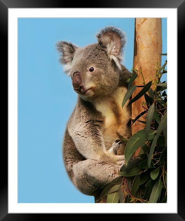 Koala in eucalyptus tree Framed Mounted Print by Linda More