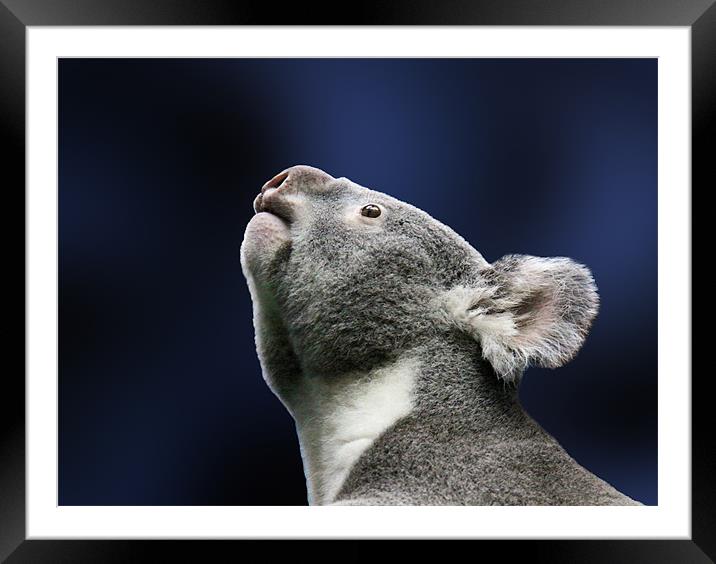 Cute Koala looking up in wonder Framed Mounted Print by Linda More