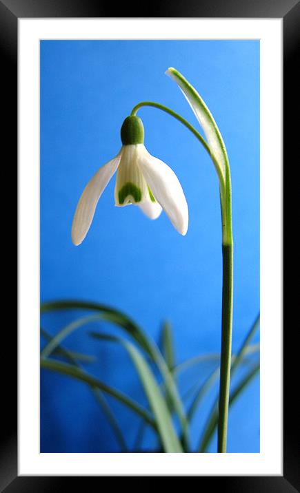 Snowdrop Framed Mounted Print by Linda More
