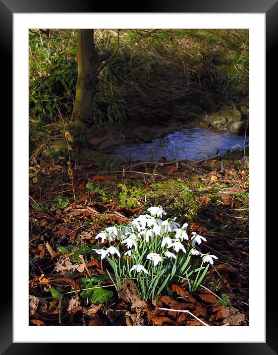 Snowdrops in woods Framed Mounted Print by Linda More