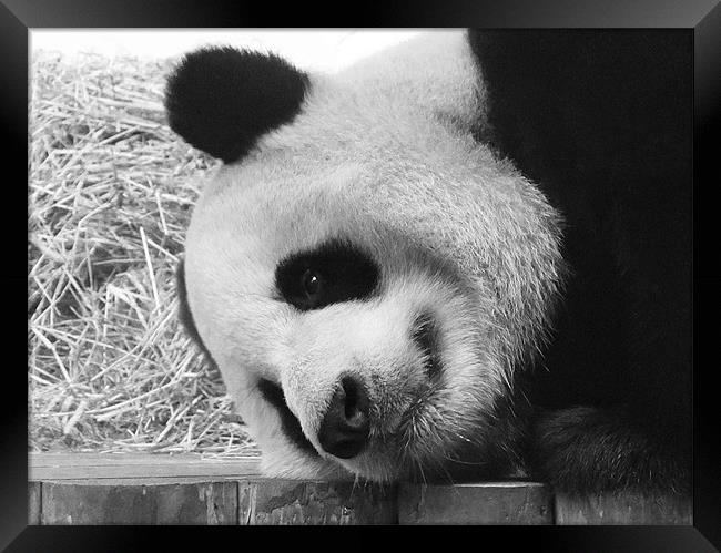 Giant Panda lying down Framed Print by Linda More