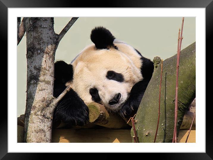 Giant Panda sleeping Framed Mounted Print by Linda More