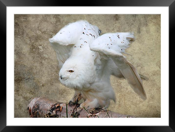 Snowy Owl ready for flight Framed Mounted Print by Linda More