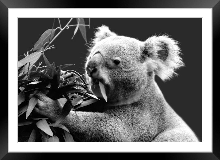 Koala eating eucalyptus leaves Framed Mounted Print by Linda More