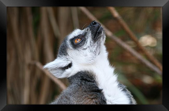 Cute ring-tailed lemur looking up Framed Print by Linda More