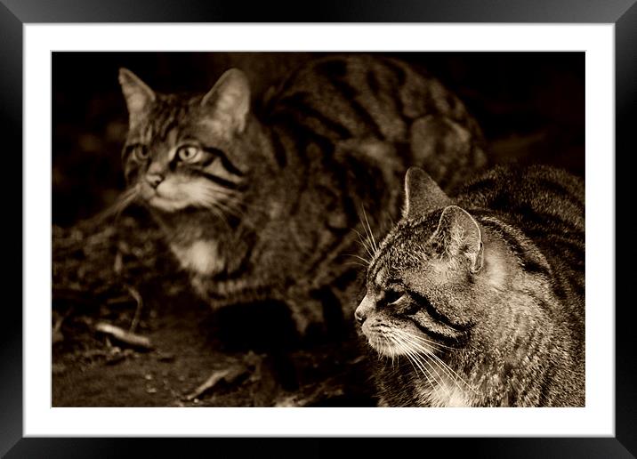 Scottish wildcats Framed Mounted Print by Linda More
