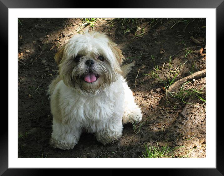 Happy cute Shih Tzu dog looking at camera Framed Mounted Print by Linda More