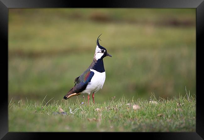 Lapwing standing close up Framed Print by Linda More