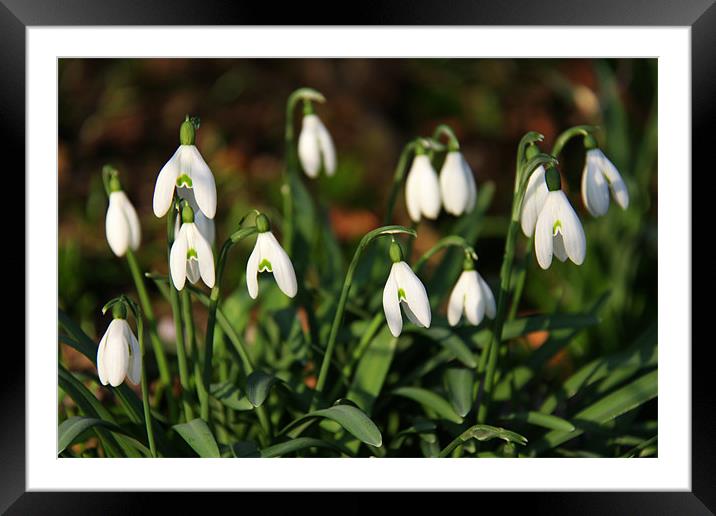 Snowdrops in woodland Framed Mounted Print by Linda More