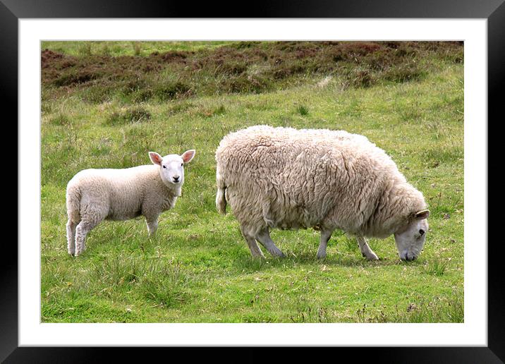 Ewe and cute lamb Framed Mounted Print by Linda More