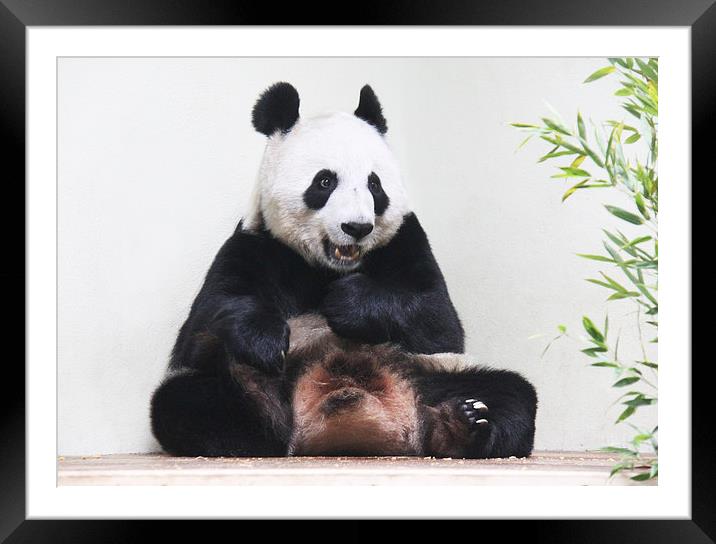 Giant Panda hungrily looking at bamboo Framed Mounted Print by Linda More
