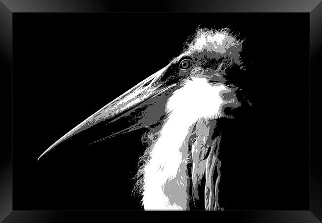 Marabou Stork Framed Print by Linda More