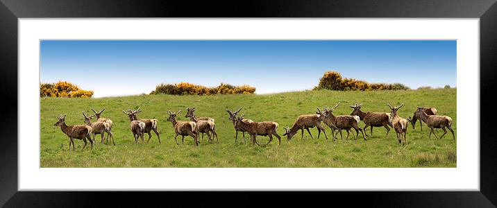 Red Deer herd Framed Mounted Print by Linda More