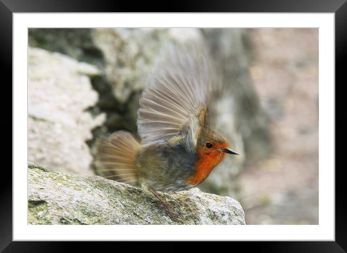 Robin flapping wings, slow motion Framed Mounted Print by Linda More