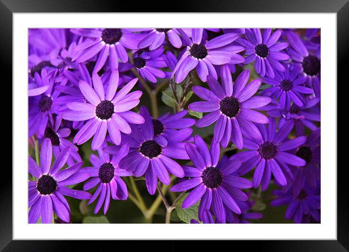 Purple daisies Framed Mounted Print by Linda More