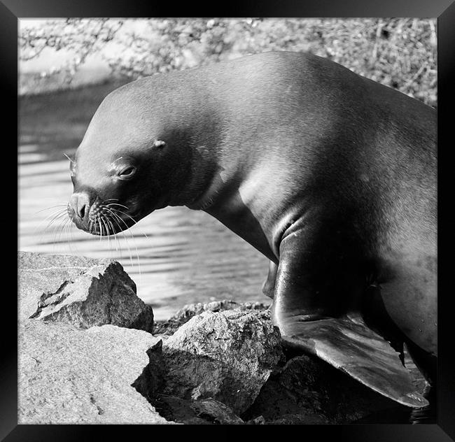 Patagonian Sealion climbing onto rocks Framed Print by Linda More