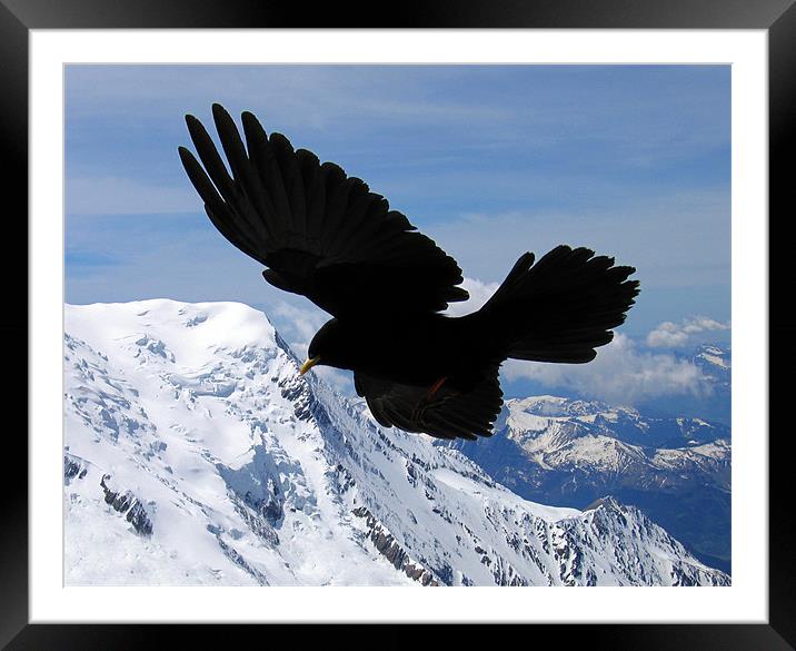 Alpine Chough flying in the French alps Framed Mounted Print by Linda More