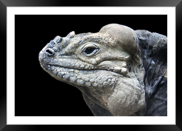Rhinoceros Iguana head profile, black background Framed Mounted Print by Linda More