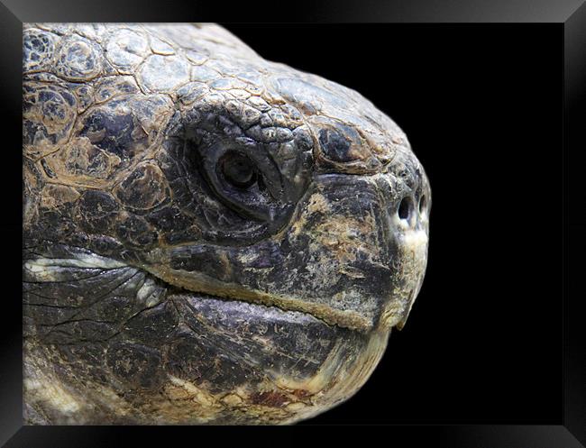 Giant tortoise head, close up, black background Framed Print by Linda More