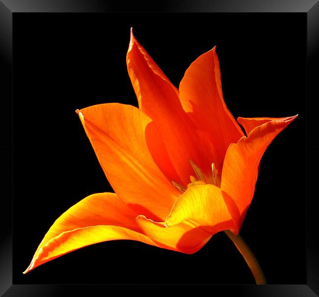 Lily Framed Print by Linda More