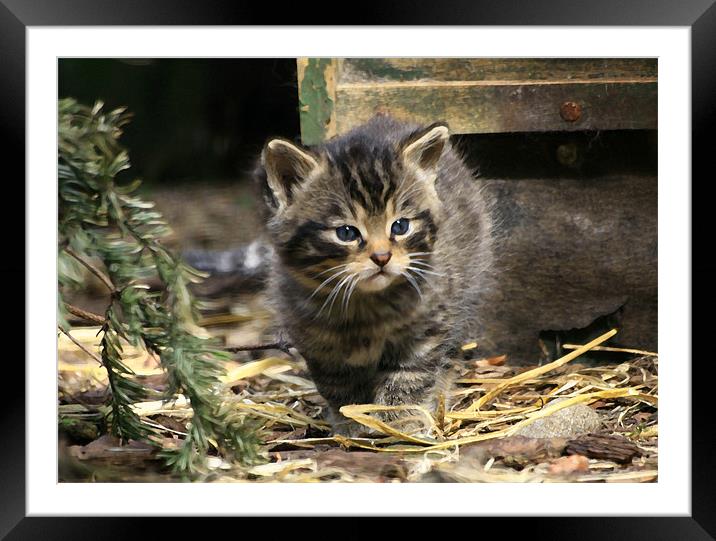 Scottish Wildcat Kitten Framed Mounted Print by Linda More