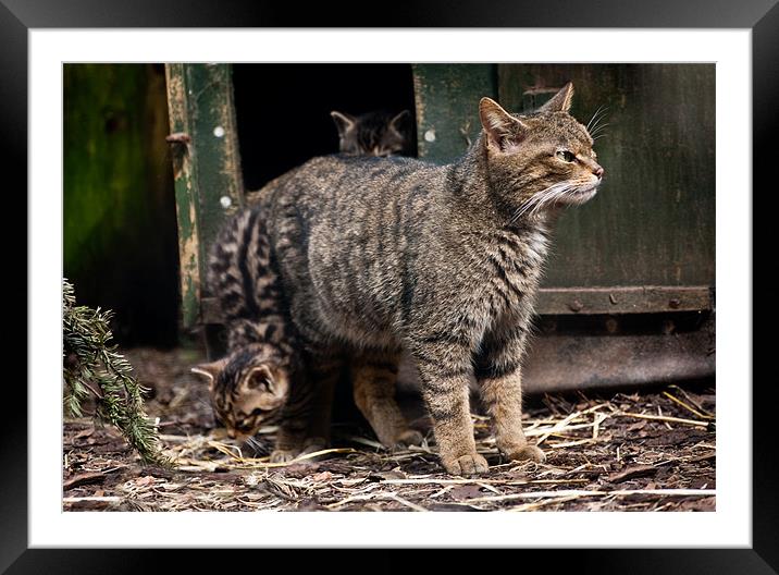 Scottish Wildcat and kittens Framed Mounted Print by Linda More