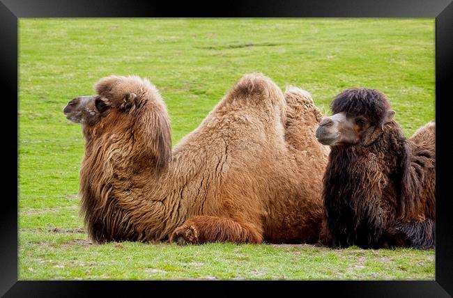 Pair of Bactrian camels lying down Framed Print by Linda More