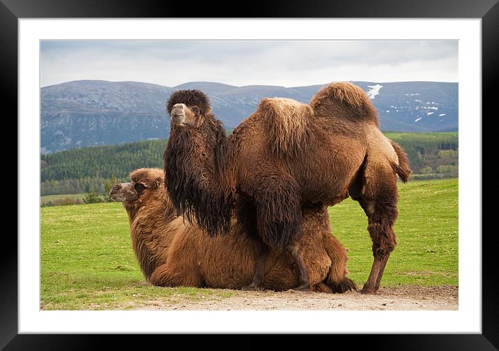 Bactrian camels Framed Mounted Print by Linda More