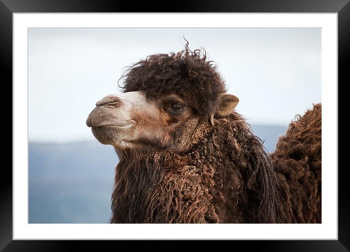 Camel portrait Framed Mounted Print by Linda More