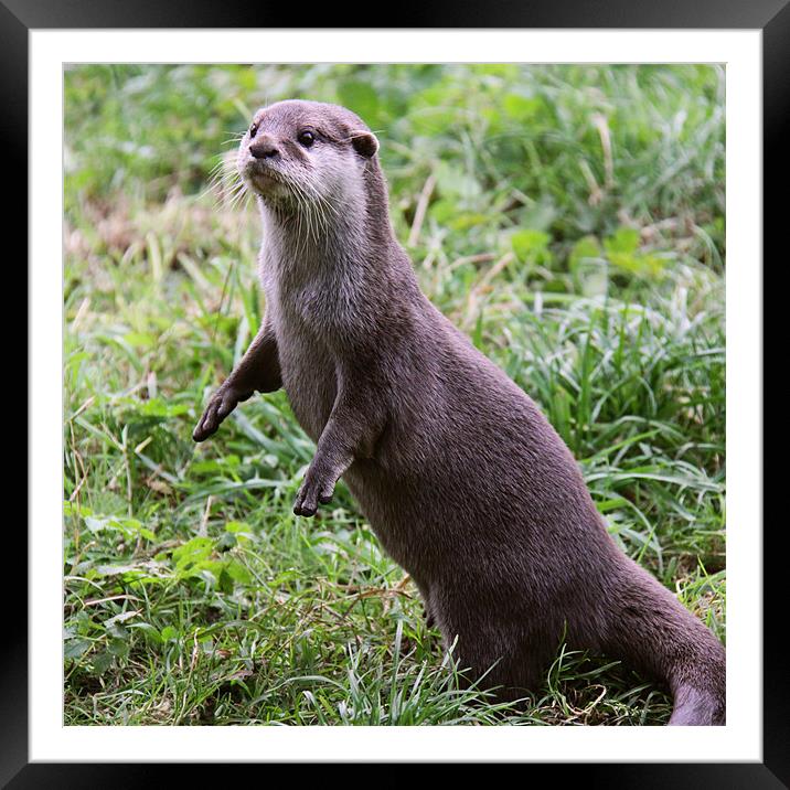 European Otter standing up Framed Mounted Print by Linda More