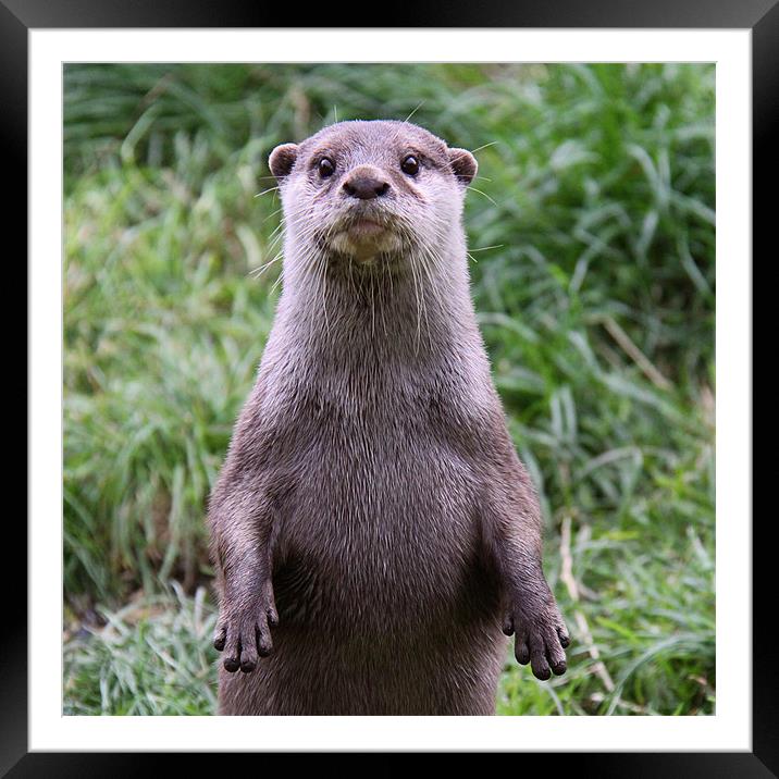 European Otter looking at camera Framed Mounted Print by Linda More