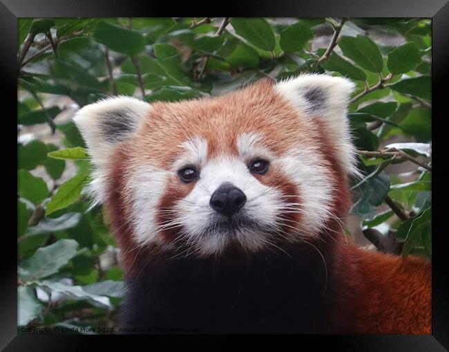 Red panda looking at camera Framed Print by Linda More
