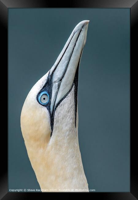 Gannet Profile Framed Print by Steve Rackham