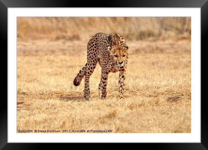 Cheetah Stalking Framed Mounted Print by Steve Rackham