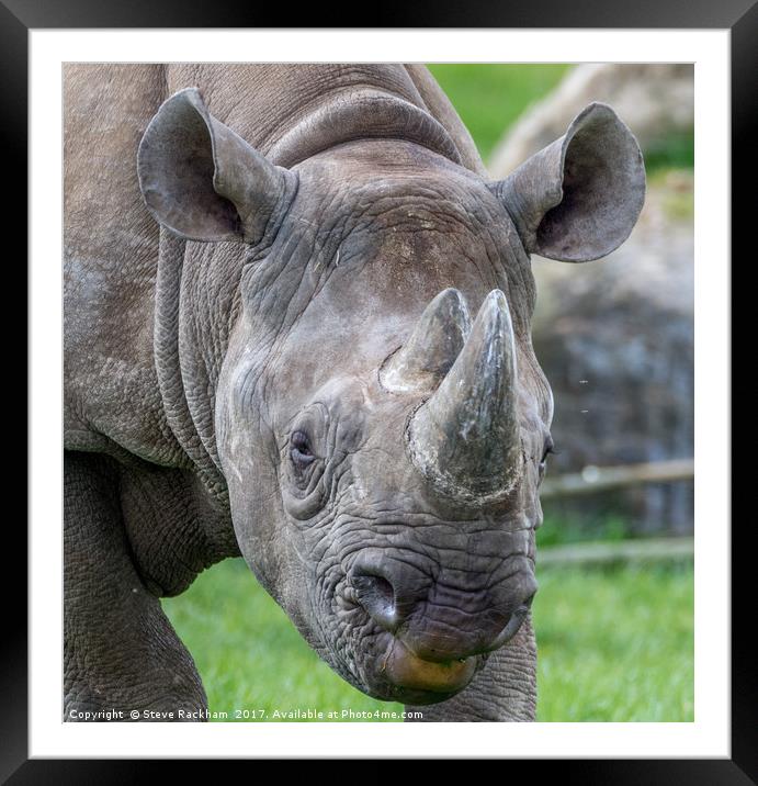 Posing Rhino Framed Mounted Print by Steve Rackham