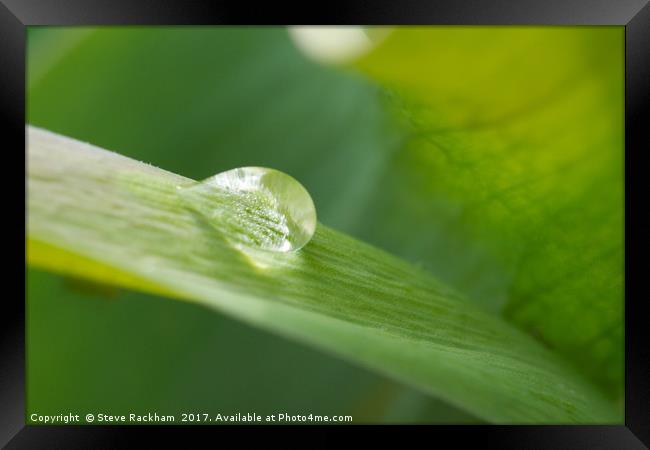 Raindrop On Leaf Framed Print by Steve Rackham