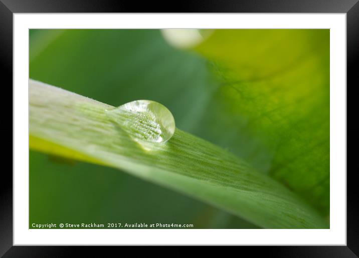 Raindrop On Leaf Framed Mounted Print by Steve Rackham