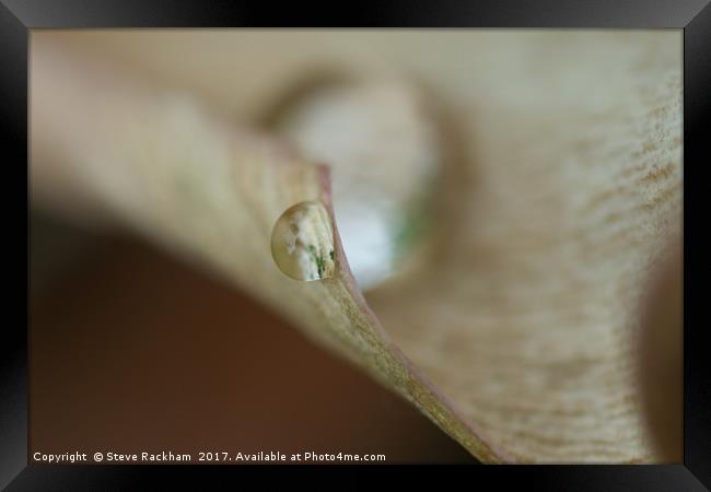 Raindrop On Leaf Framed Print by Steve Rackham