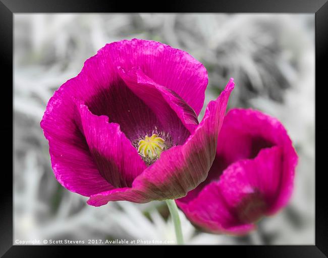 Purple Poppies Framed Print by Scott Stevens