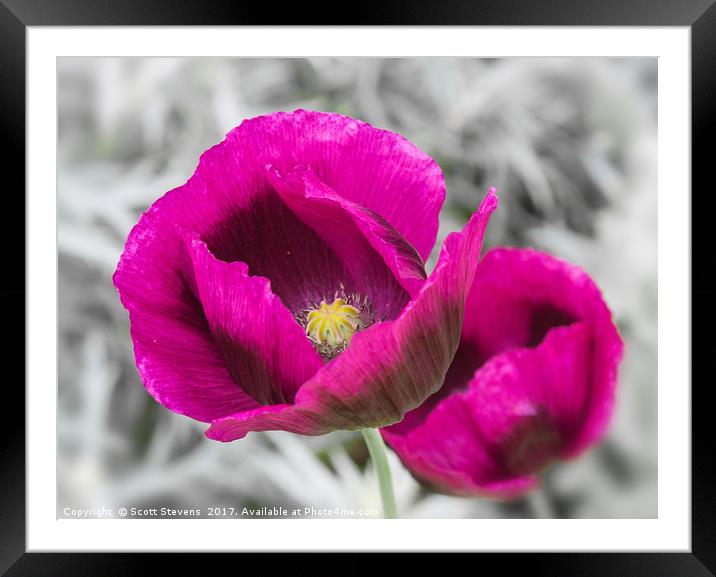 Purple Poppies Framed Mounted Print by Scott Stevens